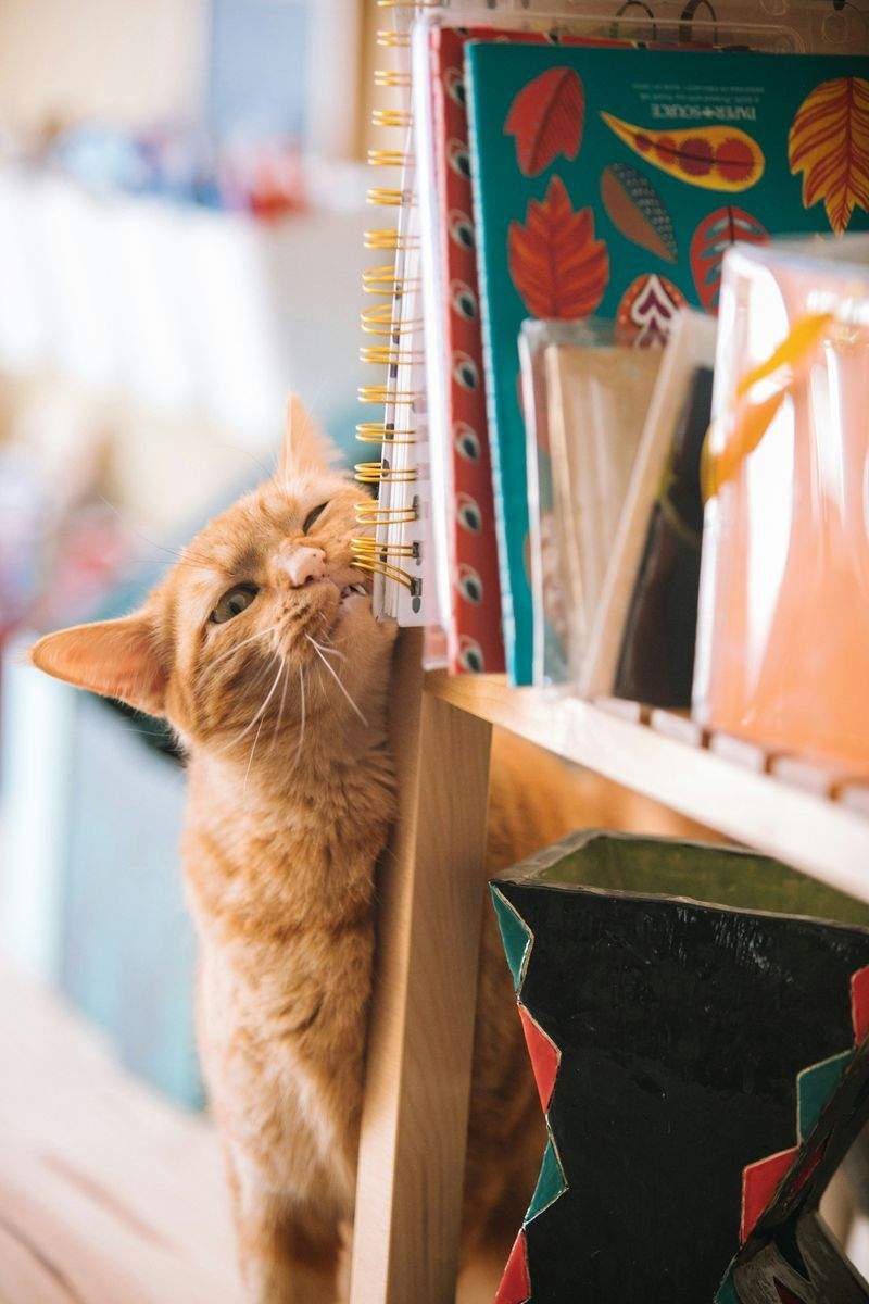 初めての猫用品選びで押さえたいポイント