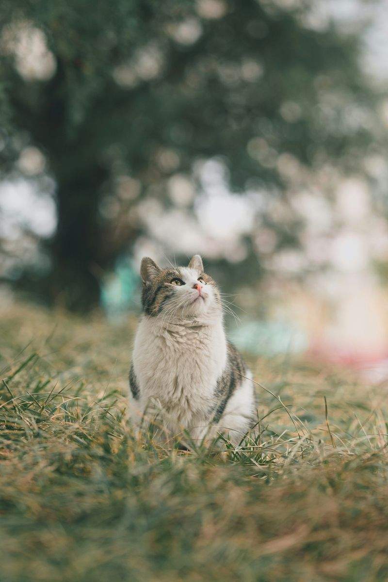 おうちでできる、猫が安心しやすい空間づくり