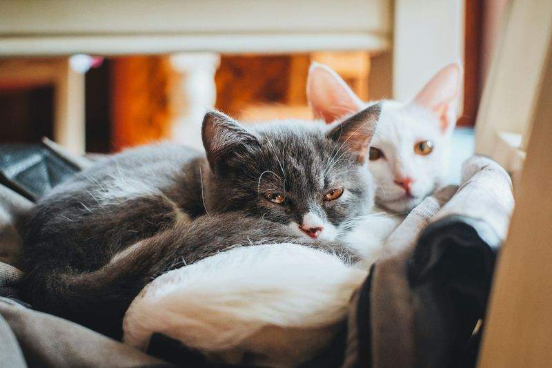 ねこ暮らしサポート株式会社 1