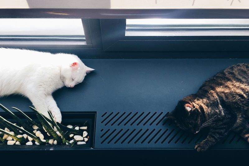 ねこ暮らしサポート株式会社 10