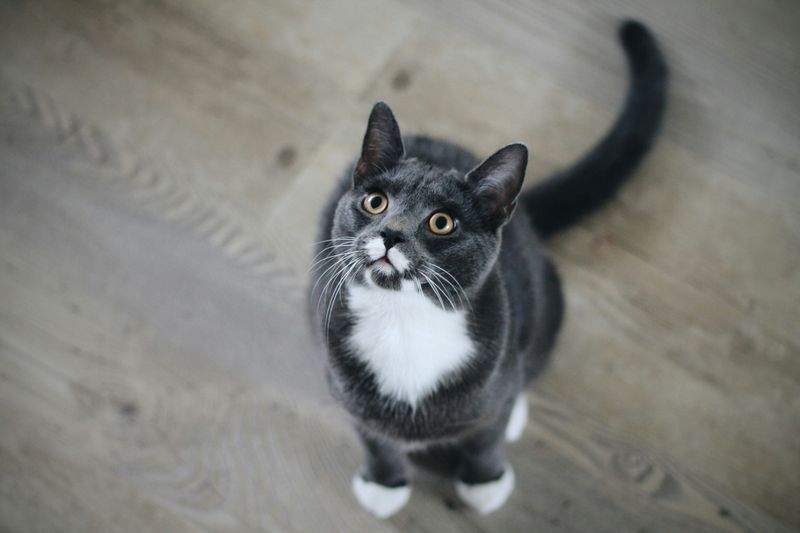 ねこ暮らしサポート株式会社 11