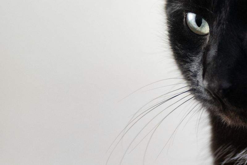 ねこ暮らしサポート株式会社 12
