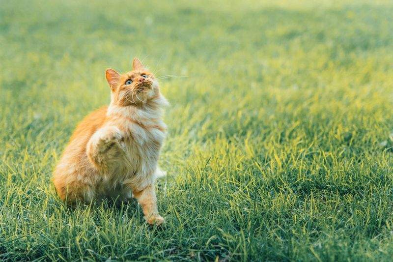 ねこ暮らしサポート株式会社 13