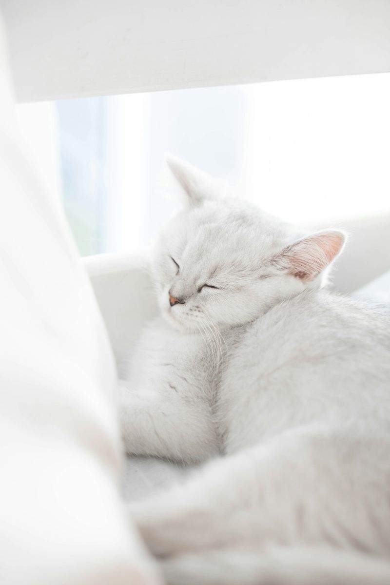 ねこ暮らしサポート株式会社 14