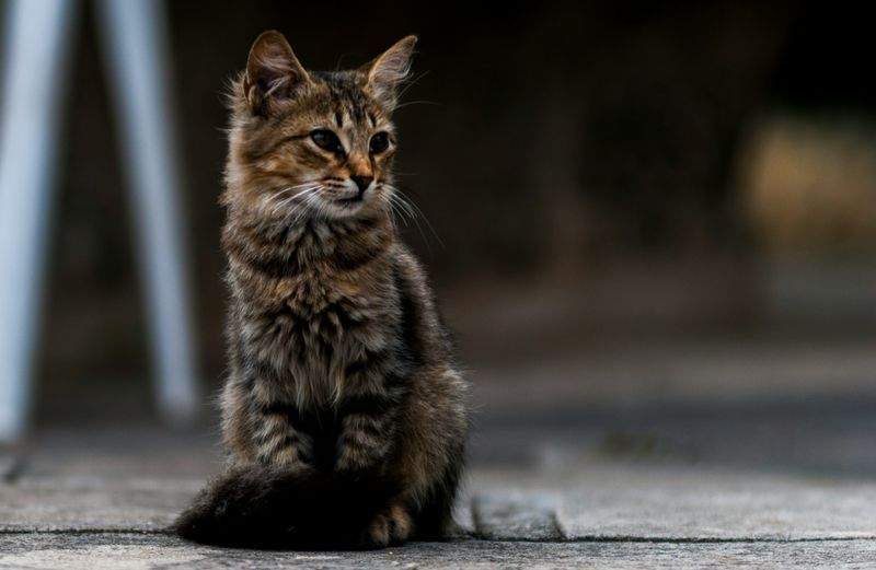 ねこ暮らしサポート株式会社 2