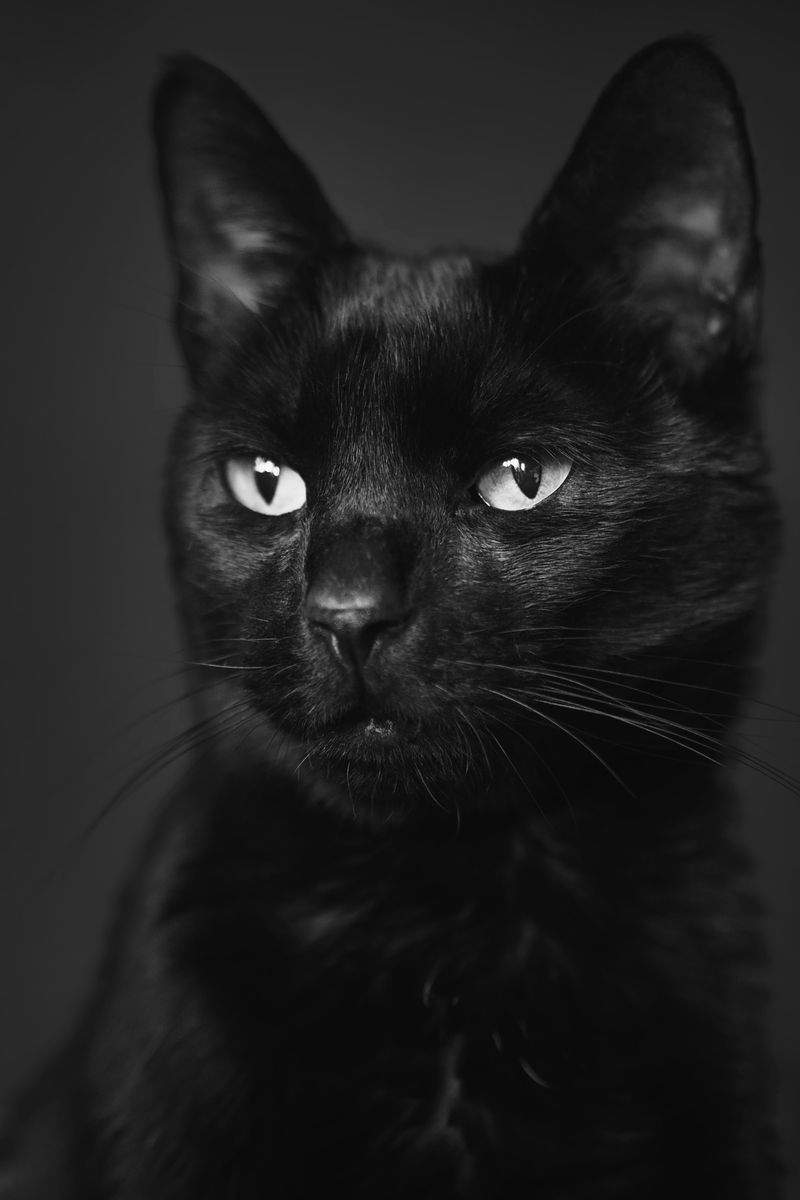 ねこ暮らしサポート株式会社 3