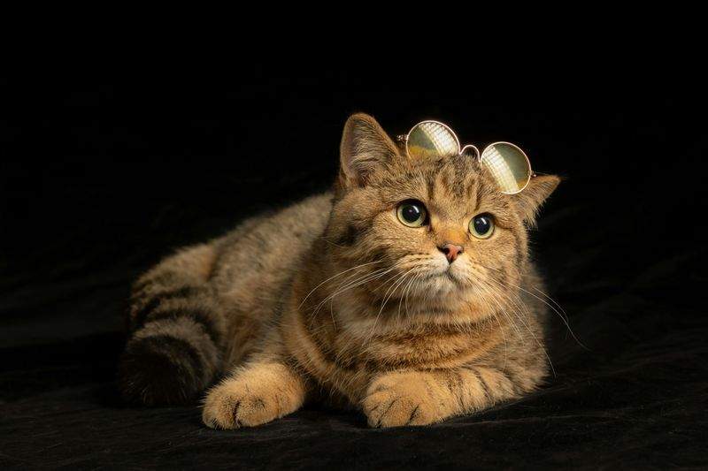 ねこ暮らしサポート株式会社 4