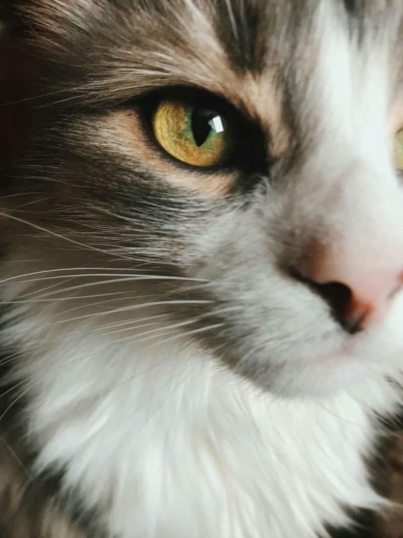ねこ暮らしサポート株式会社 5