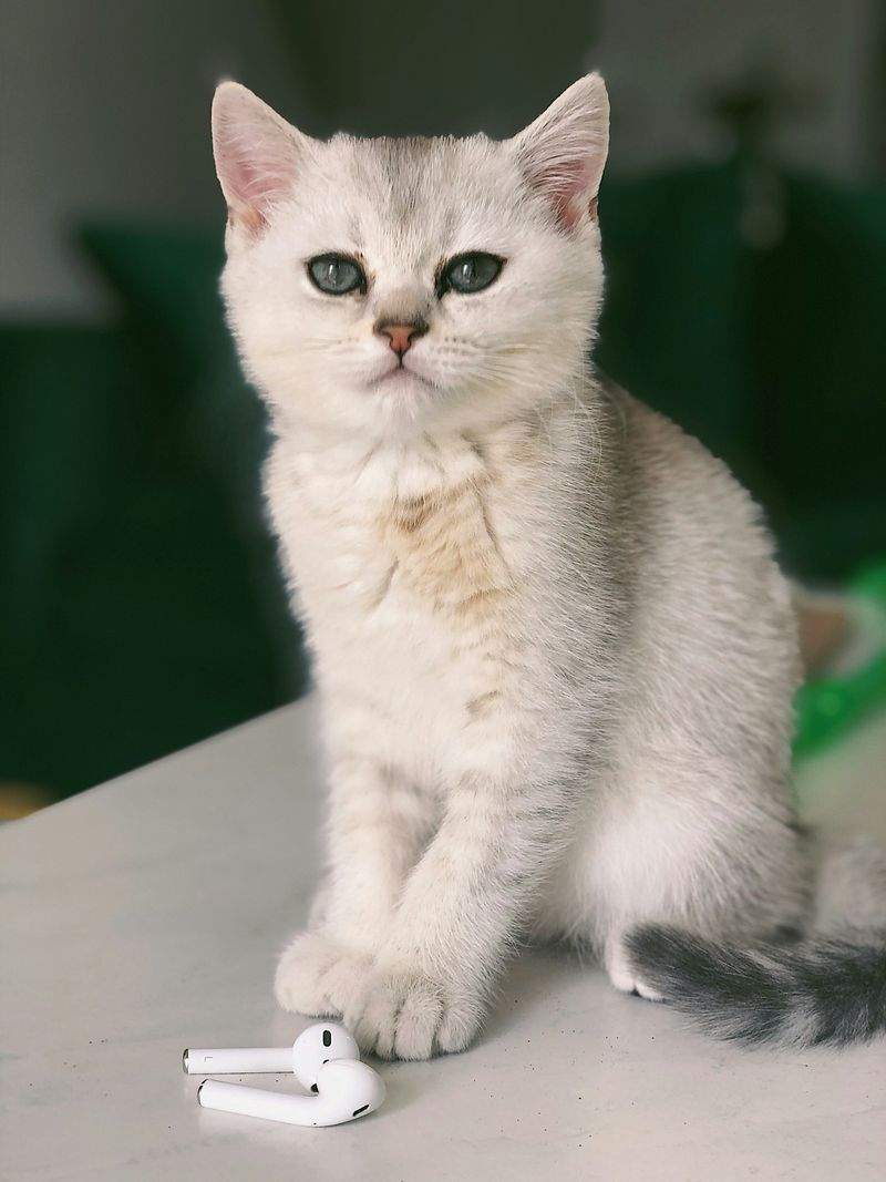 ねこ暮らしサポート株式会社 8