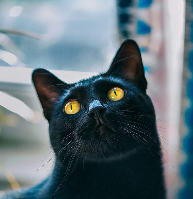 ねこ暮らしサポート株式会社 9