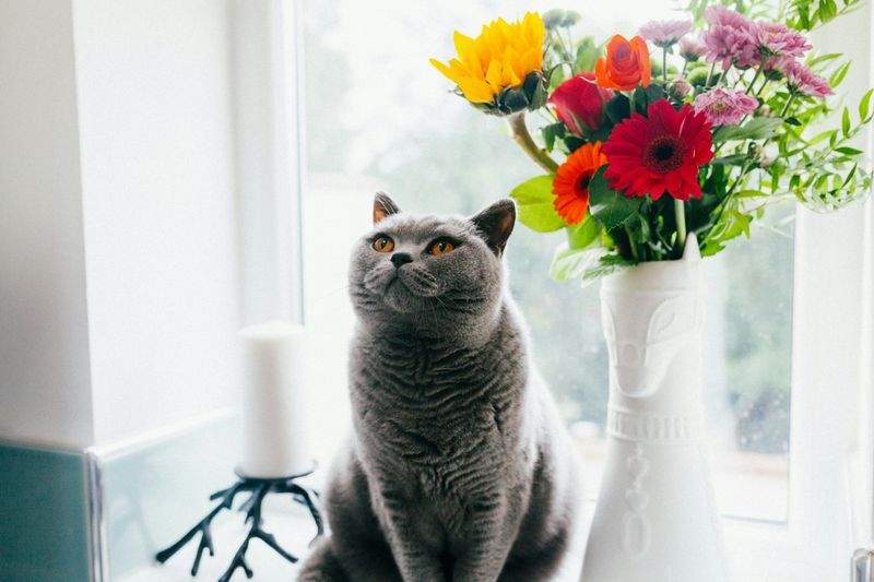 猫の一時預かり