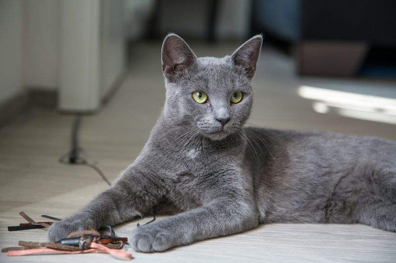 猫用品の販売