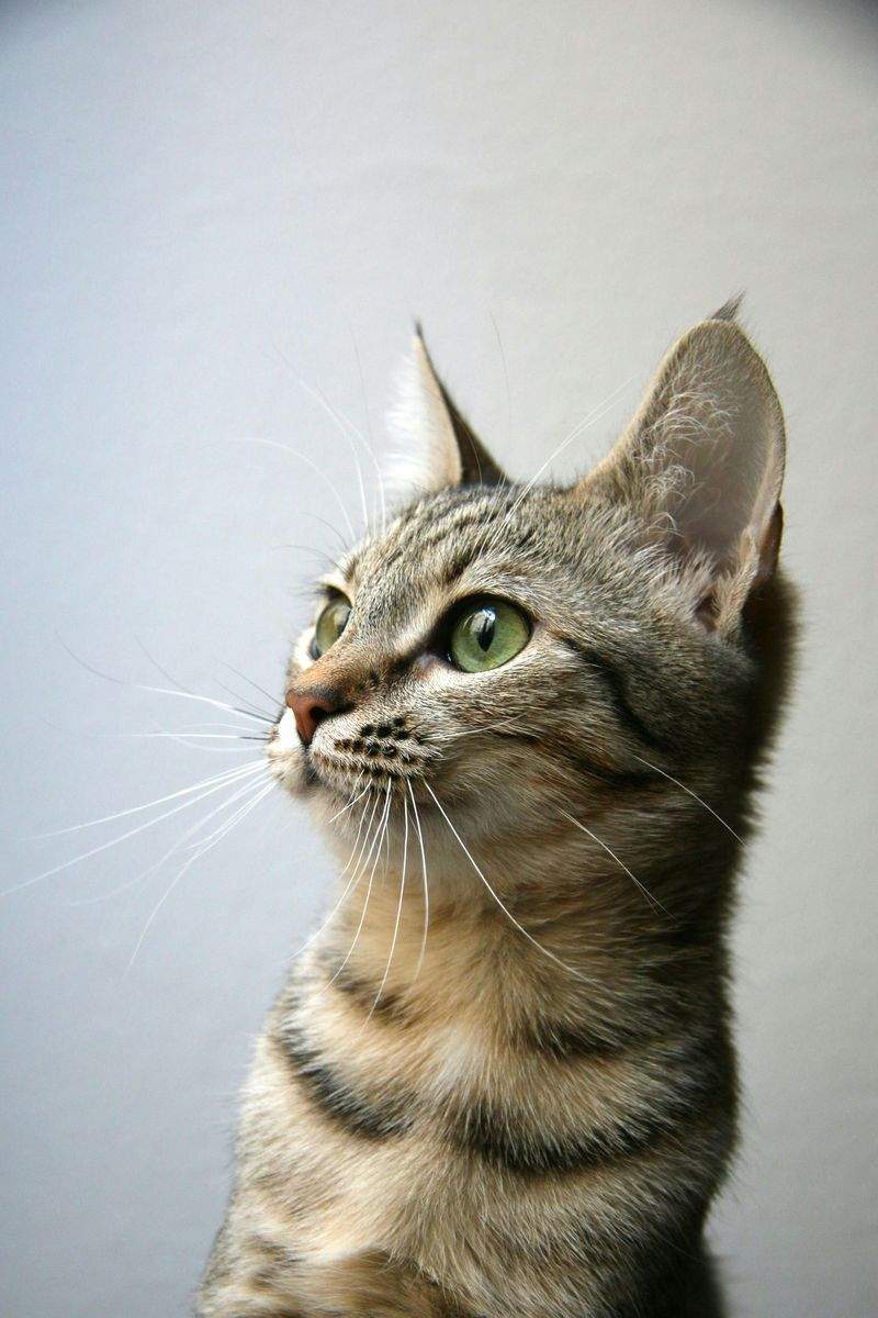 高齢猫向け生活相談