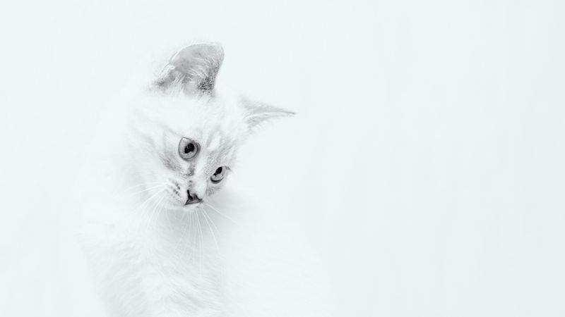 多頭飼育サポート