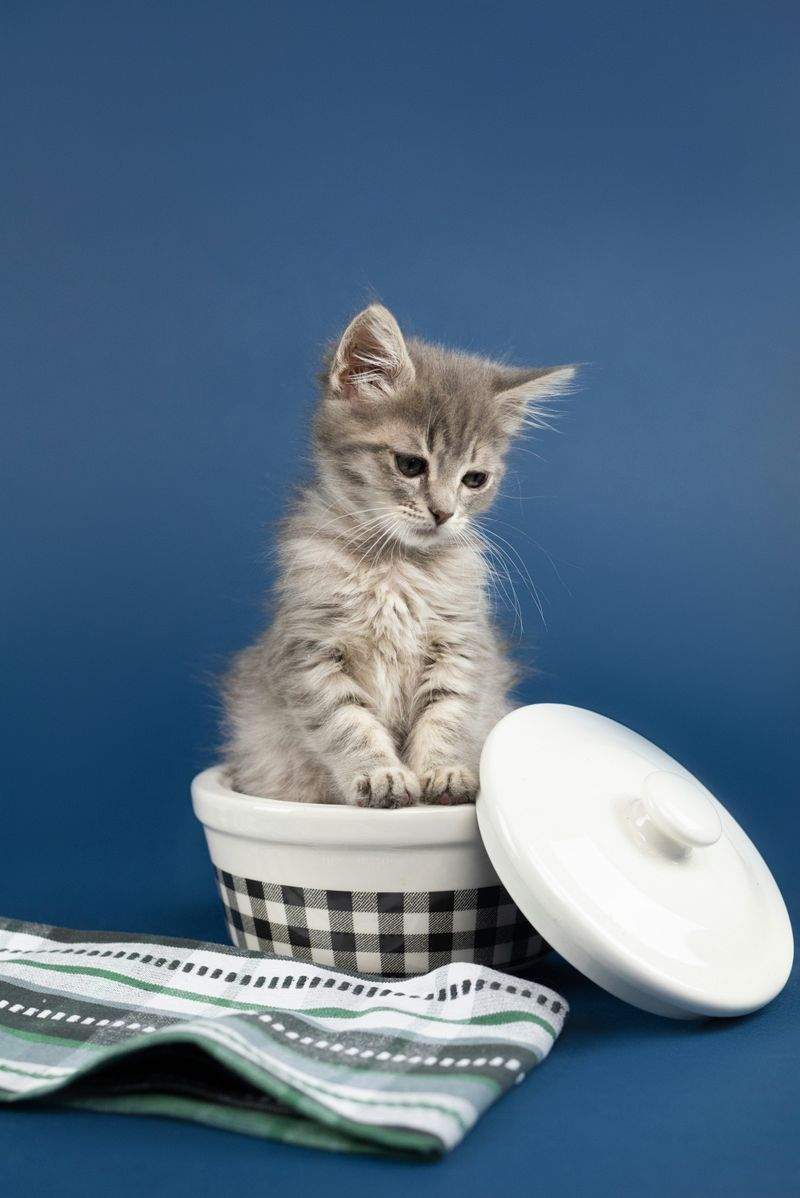 猫の健康チェック補助