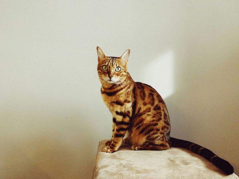 猫向け環境改善アドバイス